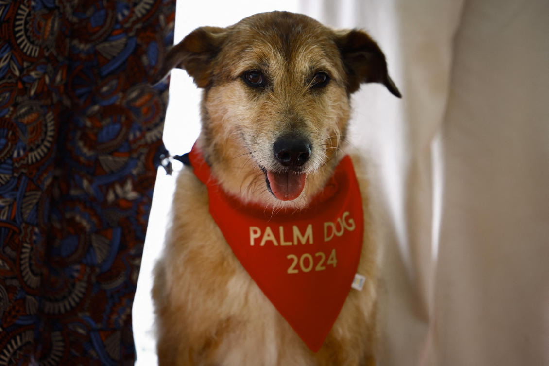 Kodi, star of ‘Dog on Trial,’ takes home Cannes’ top dog prize
