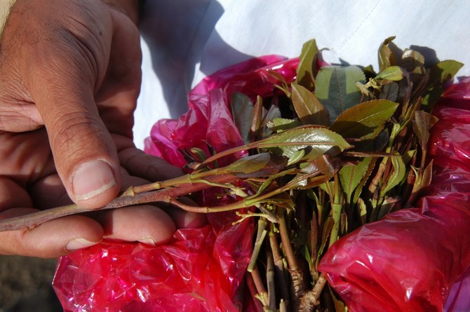 Mostly chewed by users, Qat is a mild stimulant and illegal across most of the Arab world. (File/Shutterstock)