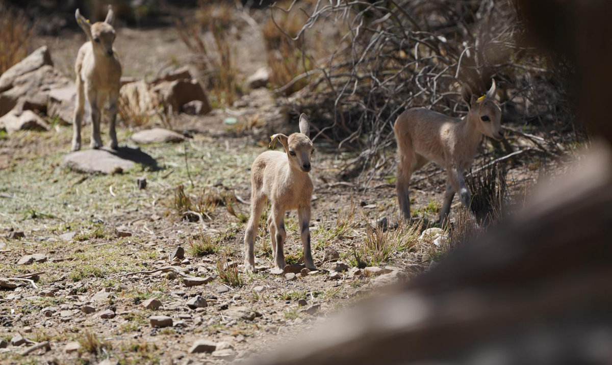 Three ibex were born in the Red Rock Zone of King Abdullah National Park in Soudah. (SPA)