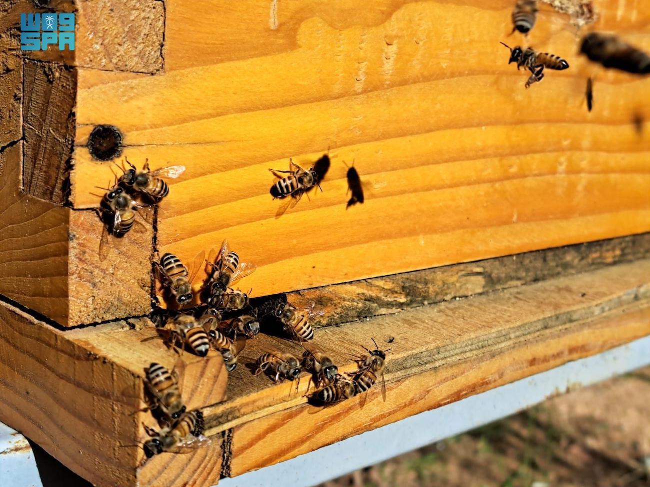 “Bee Basics” training program by the Imam Abdulaziz bin Mohammed Royal Reserve Development Authority is offering qualifications that will strengthen the local economy. (SPA)