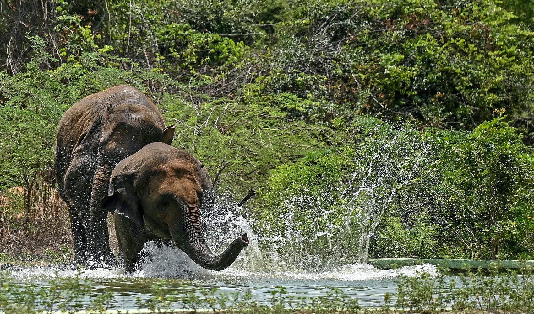 Asian elephants cool off in a pond during a hot summer day at the Arignar Anna Zoological Park in Chennai on May 30, 2024. (AFP)