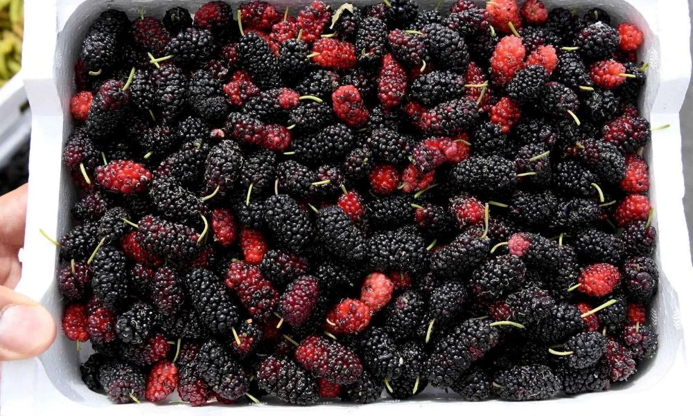 Classed as a superfood, Mulberries are rich in antioxidants, dietary fiber, vitamins and minerals. (SPA)