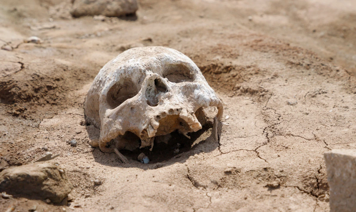 Some of the skulls were listed as coming from Thebes and dating back to 1550 B.C. (Shutterstock)