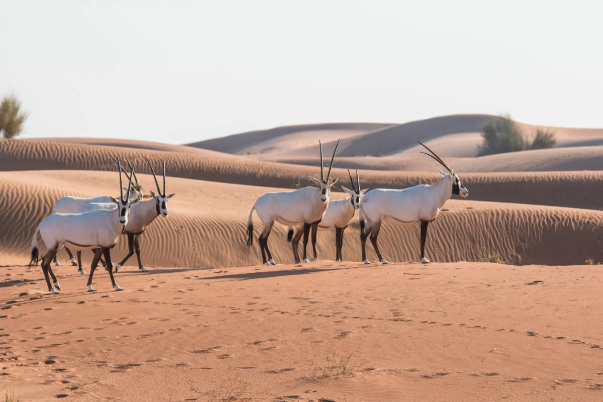 White Oryxes in the Arabian Desert. (Shutterstock)