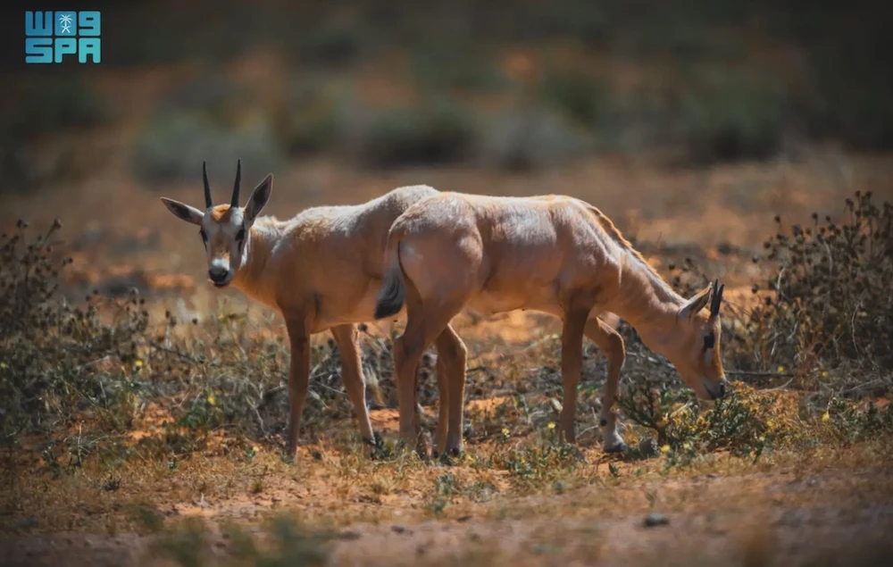 Eight Arabian oryx calves have been welcomed at the Imam Turki bin Abdullah Royal Reserve. (SPA)