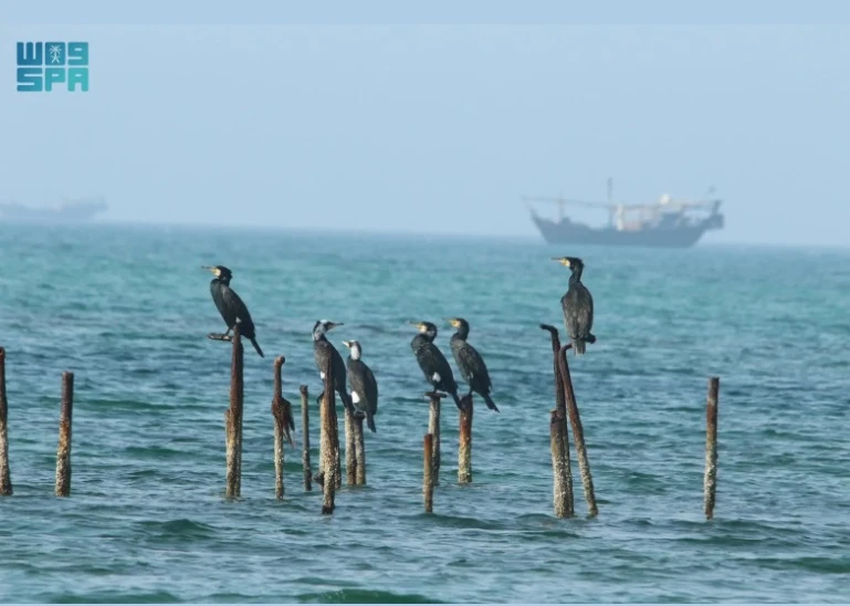 The National Center for Wildlife Development launched on Tuesday a project that aims to assess the state of marine habitats in the Arabian Gulf’s Saudi waters. (SPA)