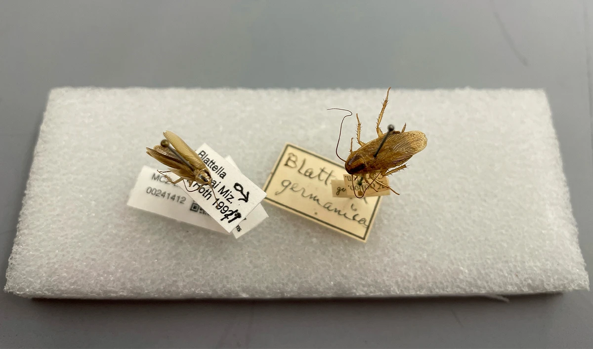 This photo provided by Qian Tang shows a German cockroach and an Asian cockroach, specimens from Harvard Museum of Comparative Zoology, in Cambridge, US on May 17, 2024. (AP)
