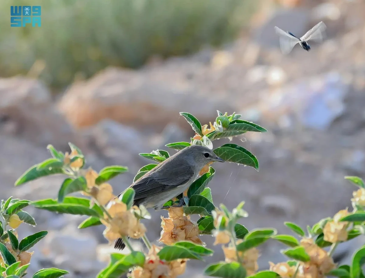Saudi ginseng, an evergreen shrub with yellow flowers, has reappeared after a 20-year absence in the deserts of the Northern Border region. (SPA)