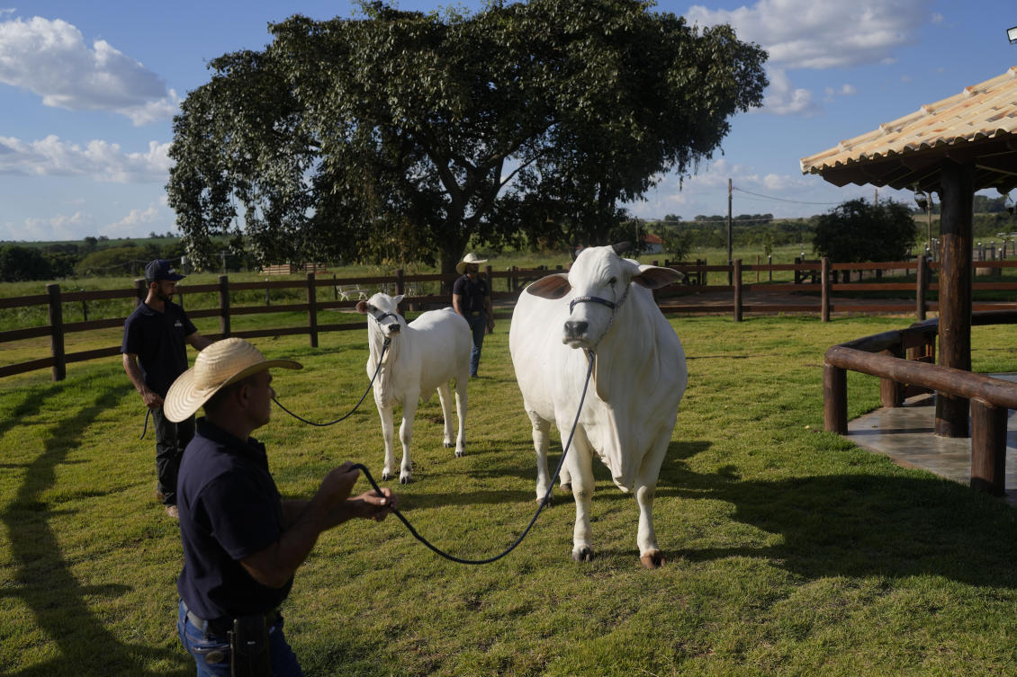 Viatina-19, the world’s most expensive cow, is embodiment of Brazil’s beef export ambitions