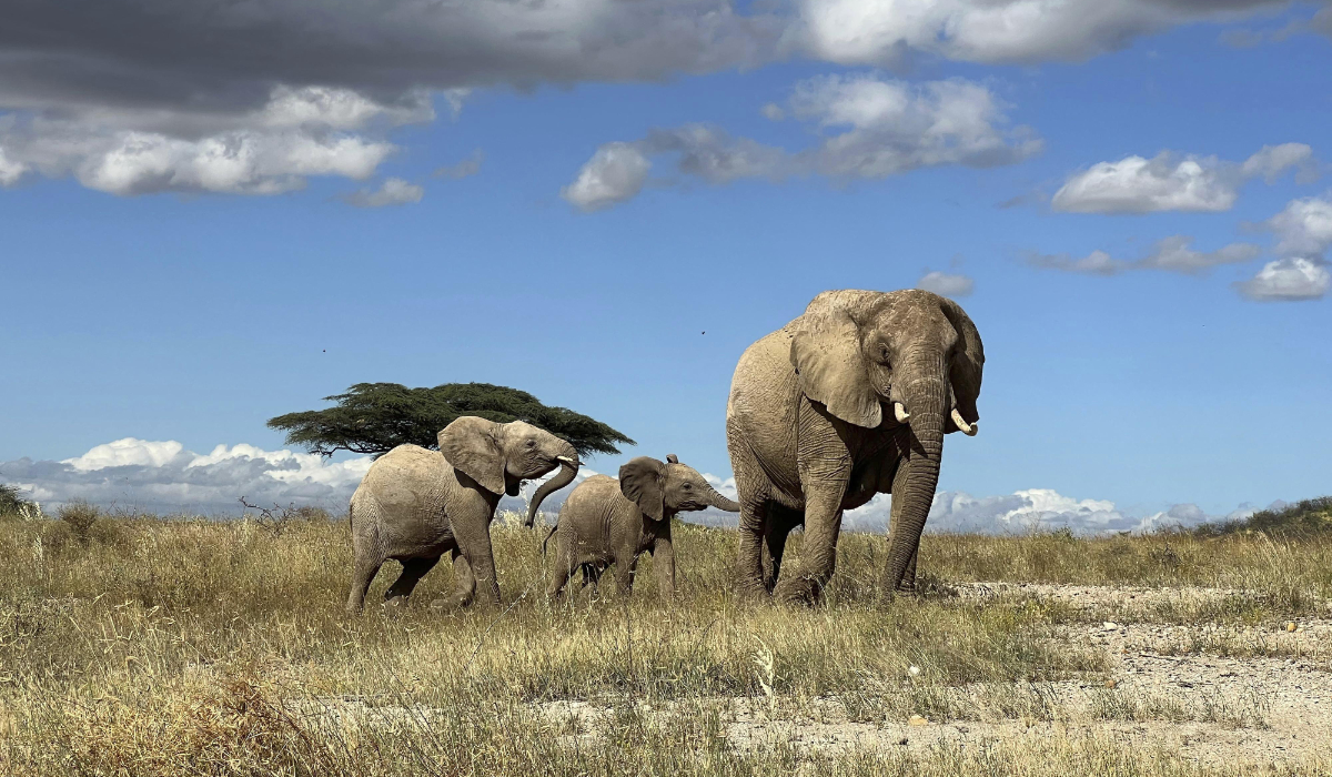 African elephants call each other by unique names, new study shows