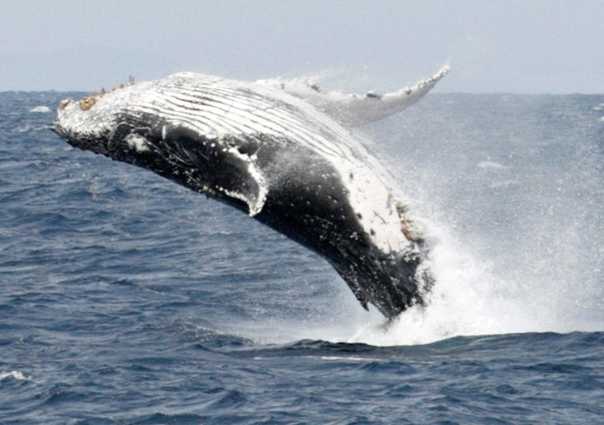 Russia races to save entangled humpback whale in the Arctic