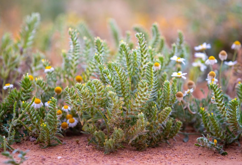 NCVC has begun restoring 120 meadows and gardens across Saudi Arabia. (SPA)