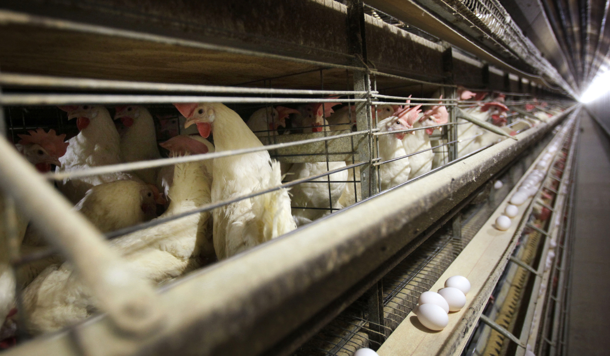 This is the second human infection of H9N2 bird flu from India, with the first in 2019, the agency said. (AP)