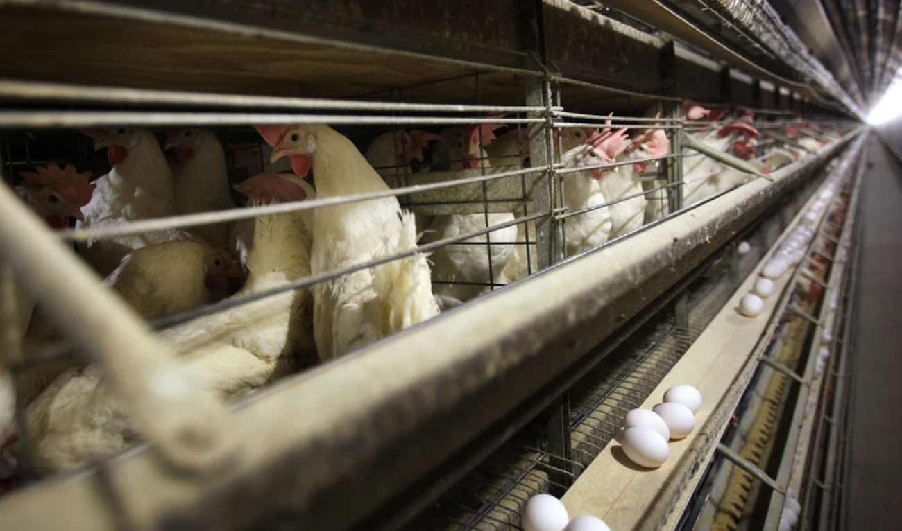 In this file photograph, taken on November 16, 2009, chickens stand in their cages at a farm near Stuart, Iowa. (AP/File)