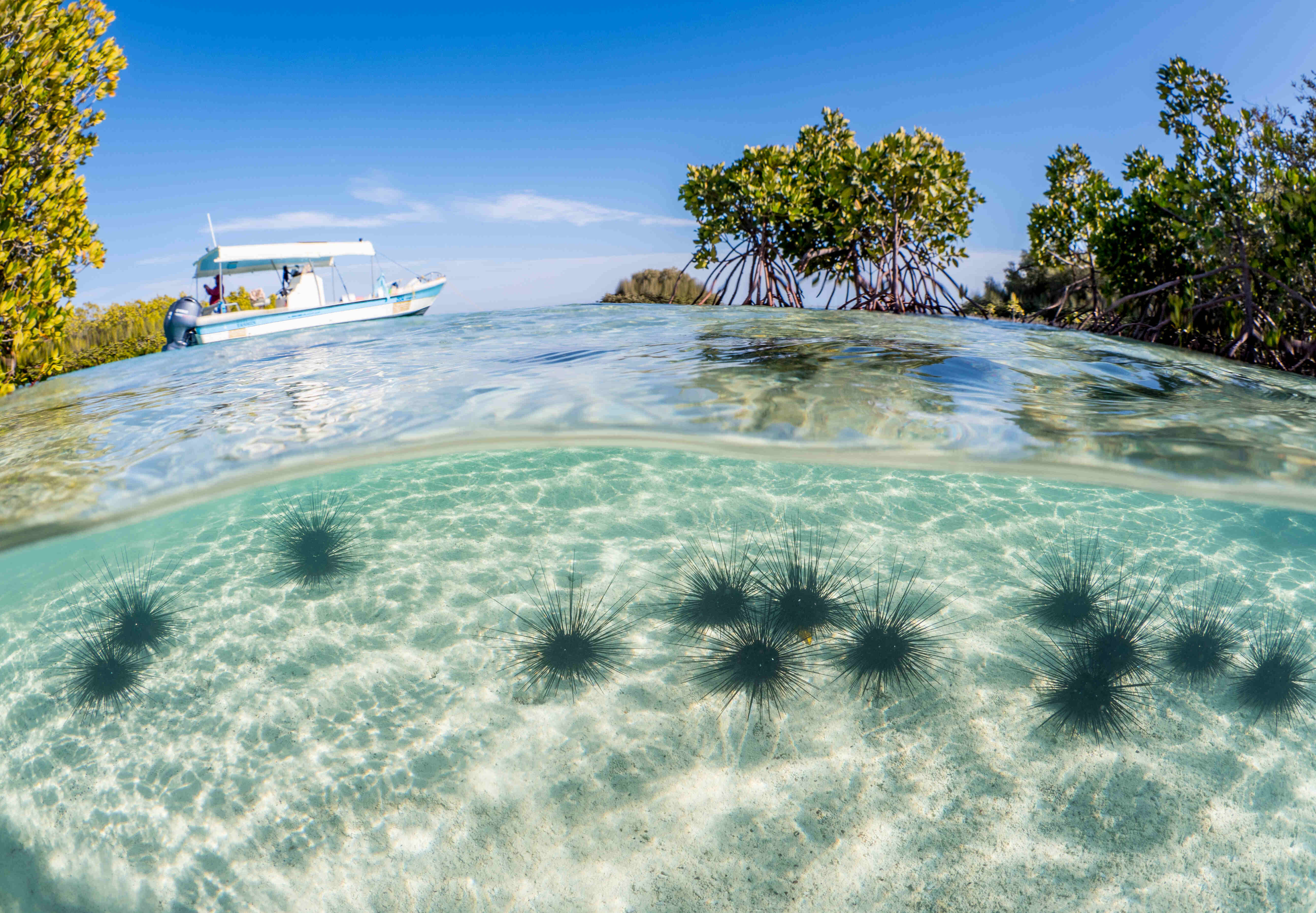 The Kingdom boasts rich biodiversity, including 266 coral and 1,230 types of fish. Supplied.