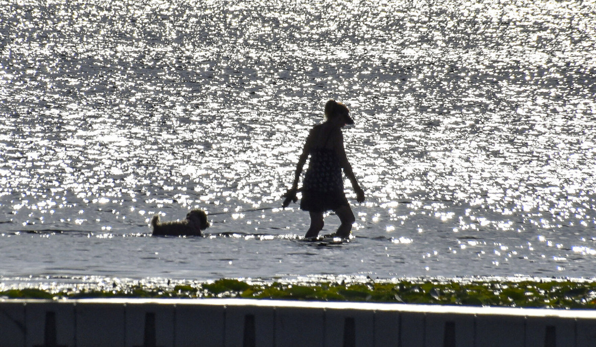 A visitor to Stone Lake in La Porte, Ind. on Tuesday, June 18, 2024 wades through the lake with her dog. (AP)