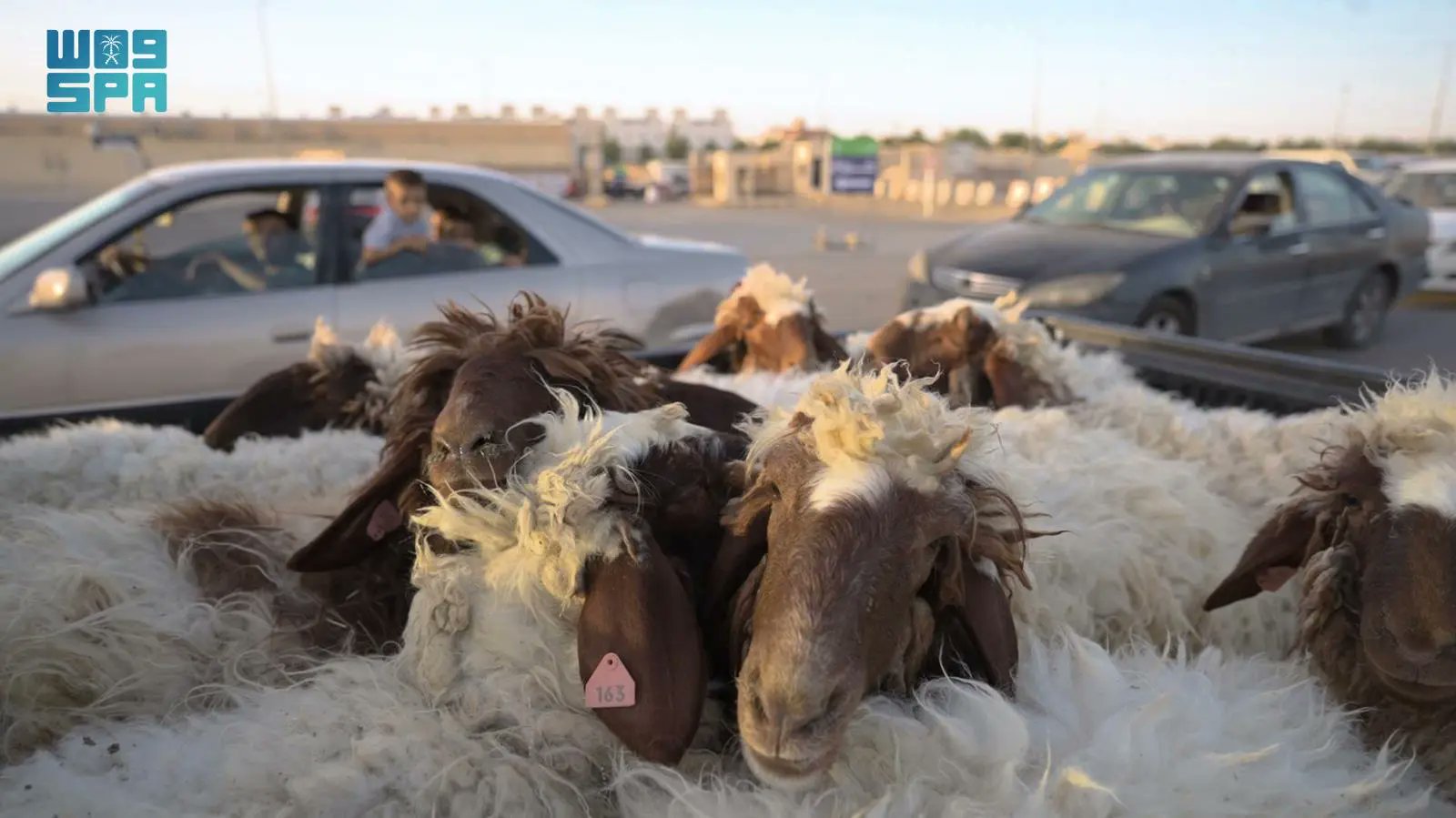 Ministry supervises Riyadh slaughterhouses for Eid