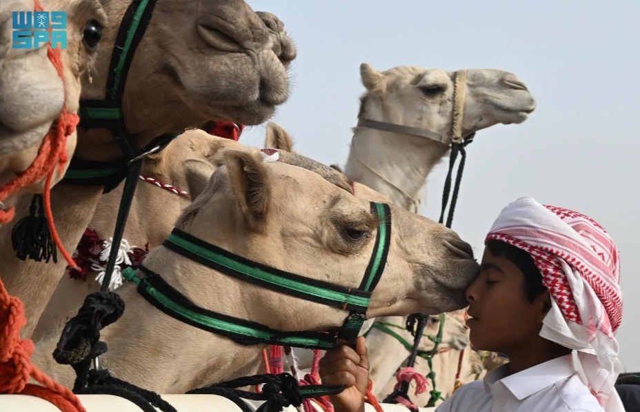 Saudi Arabia celebrated World Camel Day on Saturday. The occasion falls on June 22 and is recognized by the UN among its global observances. (SPA)