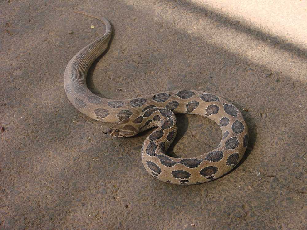 This file photo shows the highly venomous snake known as Russel’s viper, which is commonly found in South Asia. (Photo by AChawla)