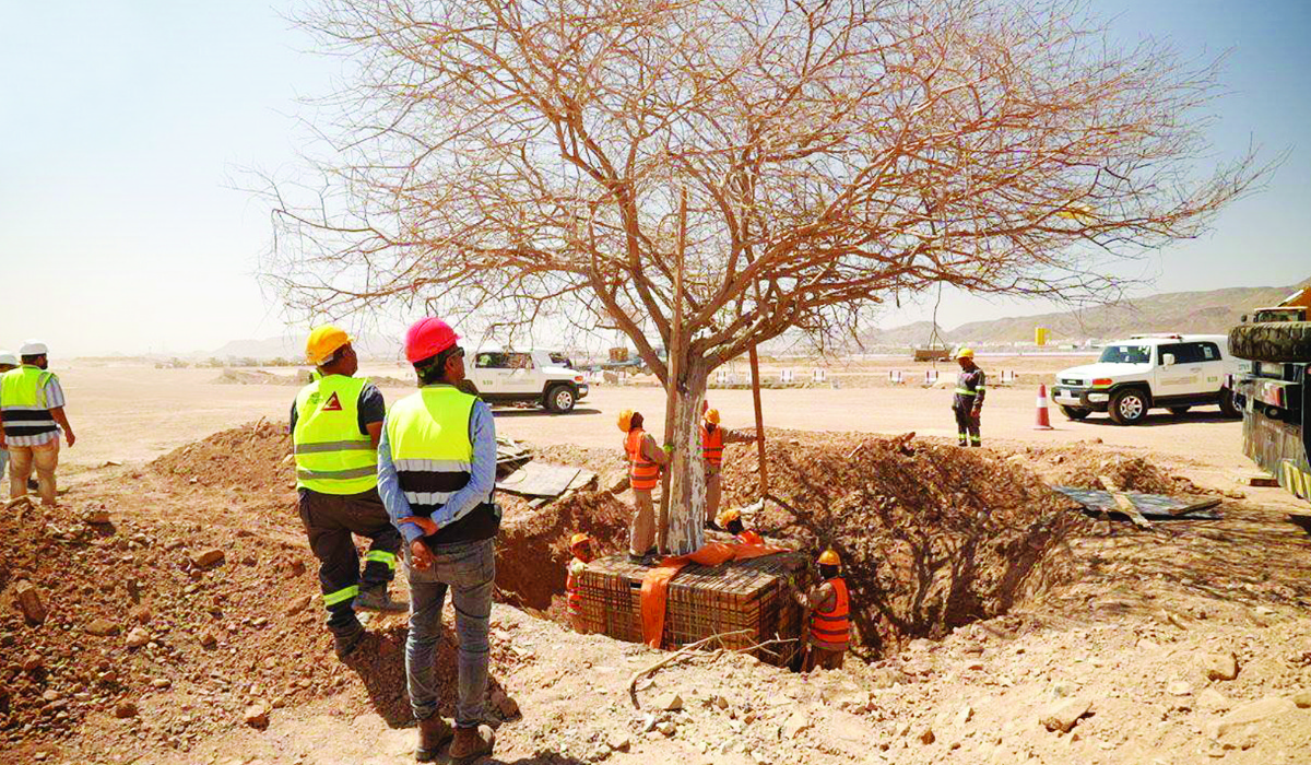 In a four-month operation, some trees were moved to Al-Bayda Al-Bari Park as part of the Kingdom’s efforts toward environmental sustainability and vegetation development. (SPA)