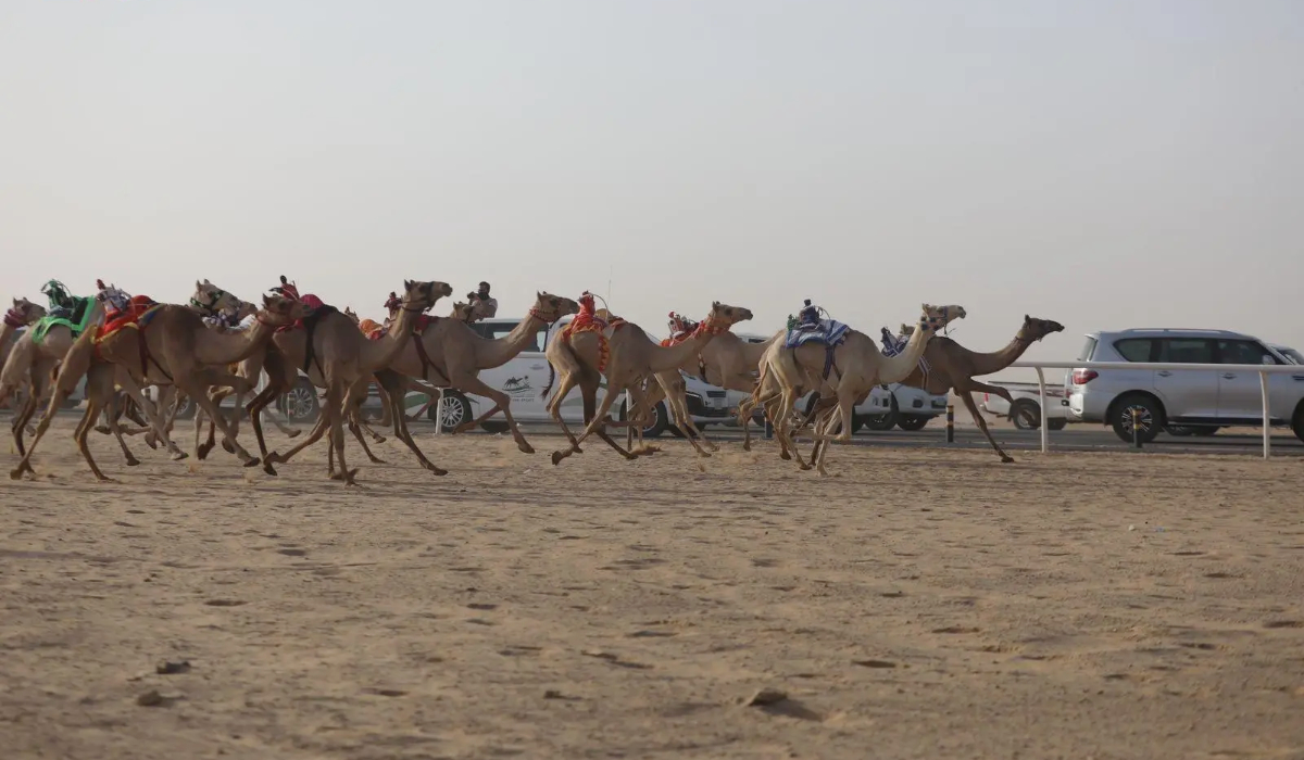 As part of the Saudi Camel Racing Federation's competitions for 2024, Najran Camel Racecourse hosted its second Mafarid race on Sunday. (SPA)