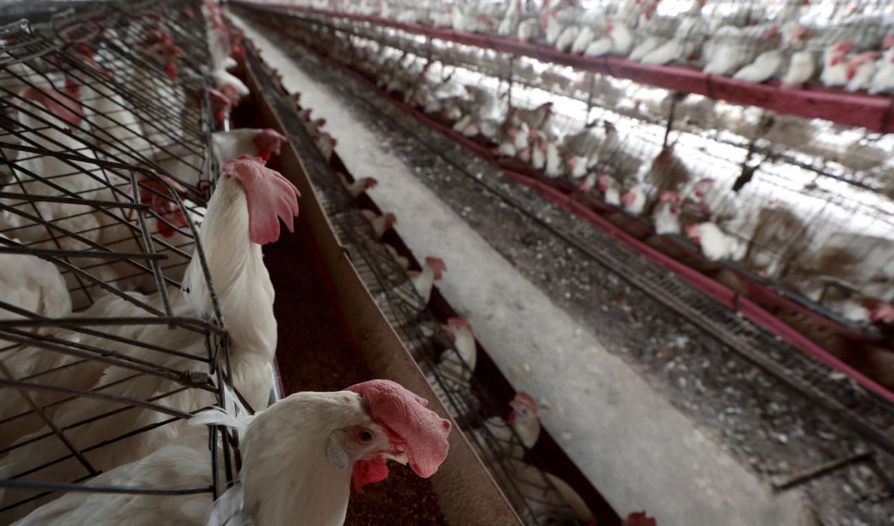 Australia is dealing with three parallel outbreaks of bird flu, two near Melbourne and one near Sydney. (AFP/File)