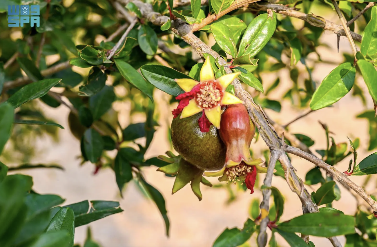 The 45th Al-Baha Summer Festival, themed “A Summer in Al-Baha: Embrace Serenity,” has been launched under the patronage of the region’s governor. (SPA)