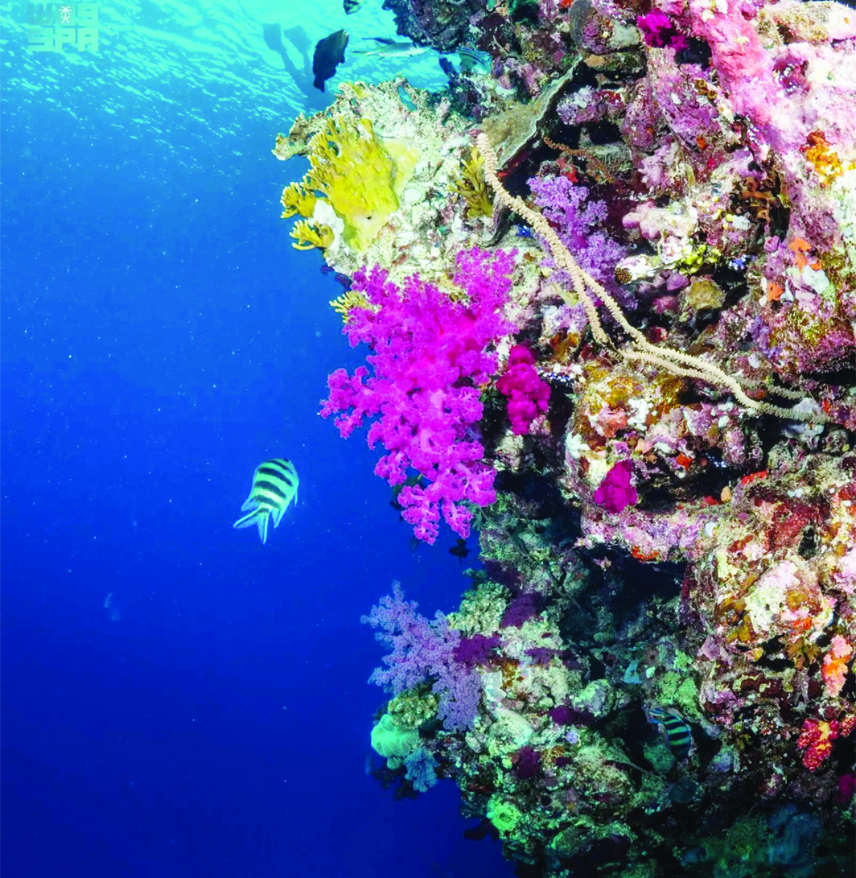 A recent documentary film by Red Sea Global and Warner Bros. Discovery explores the underwater beauty of the Red Sea. (SPA)