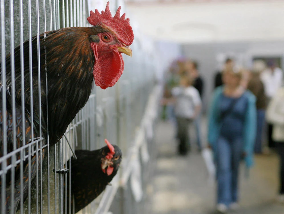 Australia has seen nine outbreaks of highly pathogenic avian influenza since 1976, all of which were contained and eradicated, according to the government. (AFP file photo)