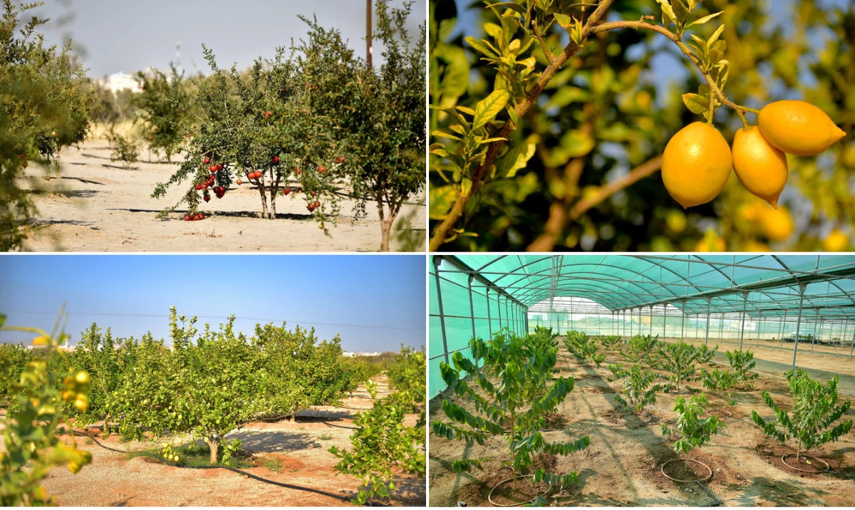 The farm in Wadi Bin Hashbal, Asir, covers over 3.2 million square meters and is recognized by the Guinness World Records. (Supplied photos/File))