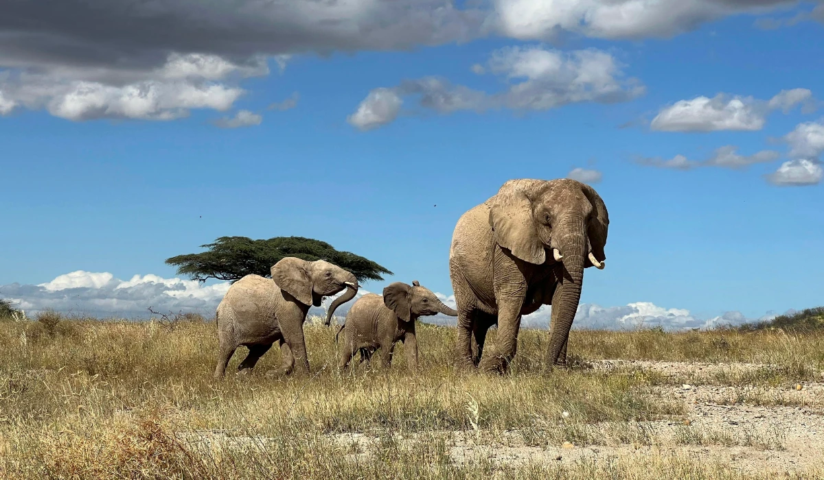 In this undated photo, an African elephant matriarch leads her calf away from danger in northern Kenya. (AP)