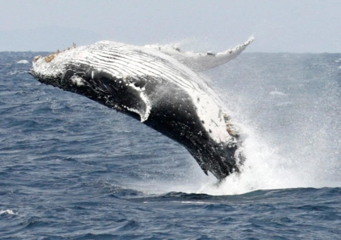 Russian marine specialists are racing to save a humpback whale which has become entangled in a fishing net north of the Arctic circle. (Reuters/File)