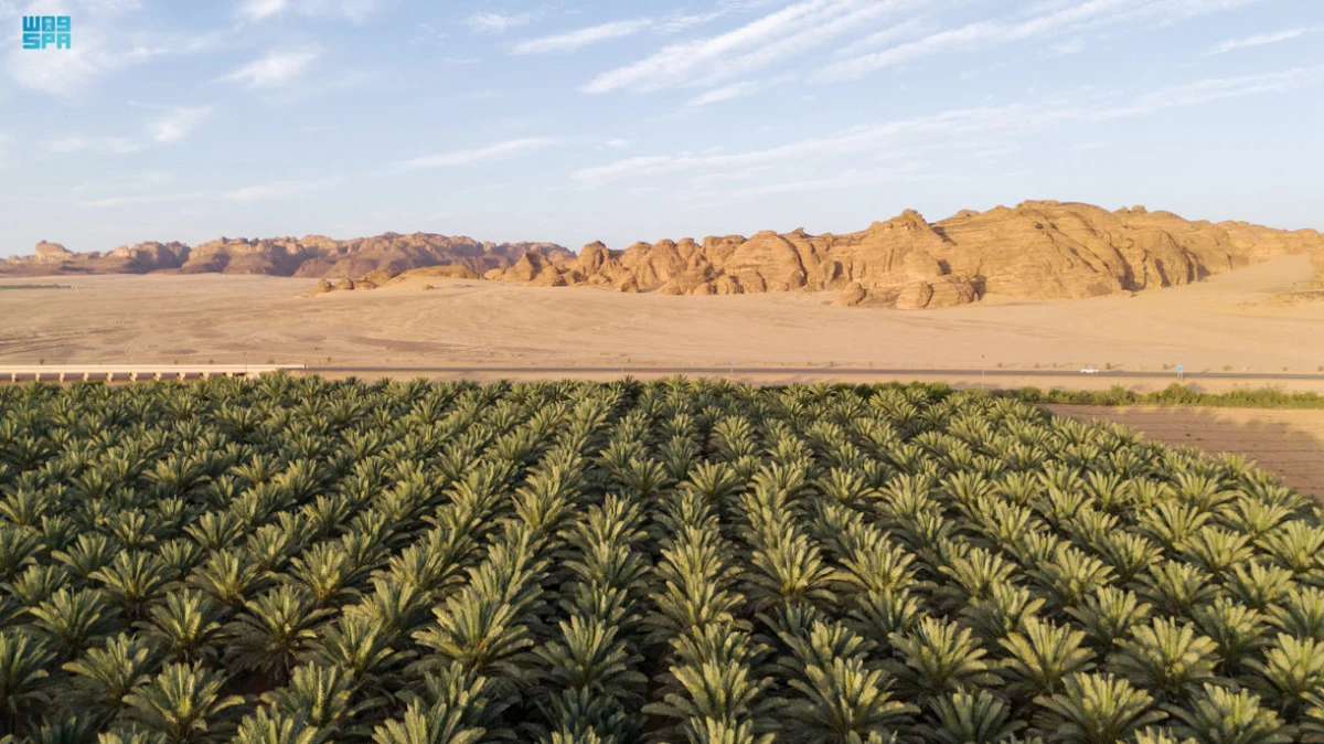 IoT-enabled farming technologies play a crucial role in improving productivity and sustainability through precision monitoring and management, resource efficiency, and remote management. (SPA)