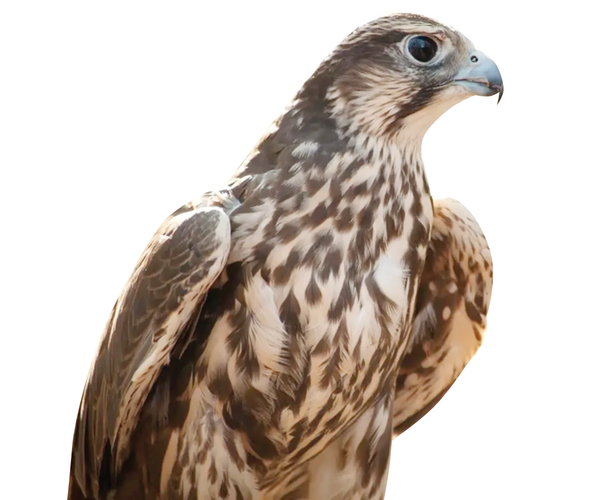 The Aman Environmental Society has launched awareness campaigns and created water basins to support and sustain migratory birds. (SPA)