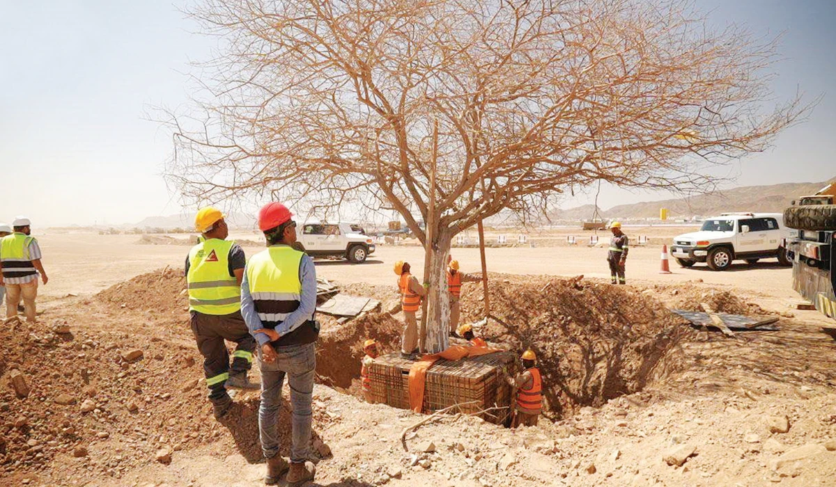 In a four-month operation, some trees were moved to Al-Bayda Al-Bari Park as part of the Kingdom’s efforts toward environmental sustainability and vegetation development. (SPA)