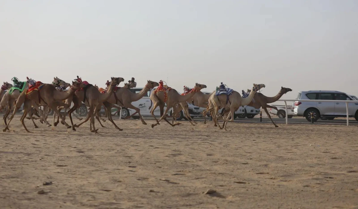As part of the Saudi Camel Racing Federation's competitions for 2024, Najran Camel Racecourse hosted its second Mafarid race on Sunday. (SPA)