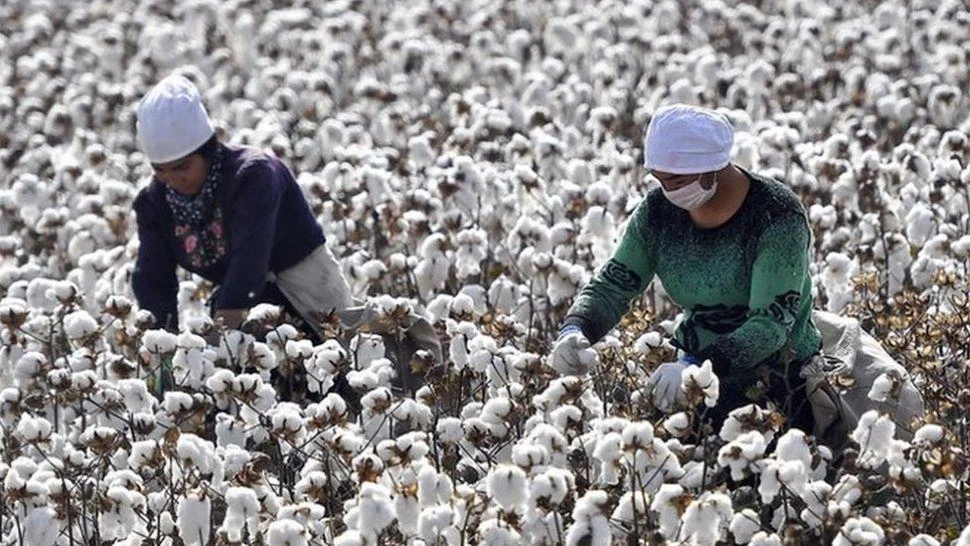 Uyghur group wins appeal over UK investigation into ‘slave labor’ cotton