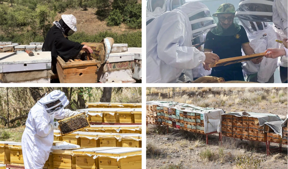 Honey has long held a special place in Saudi culture, cultivated by beekeepers across the Kingdom for its medicinal and culinary uses. (AN file photos)