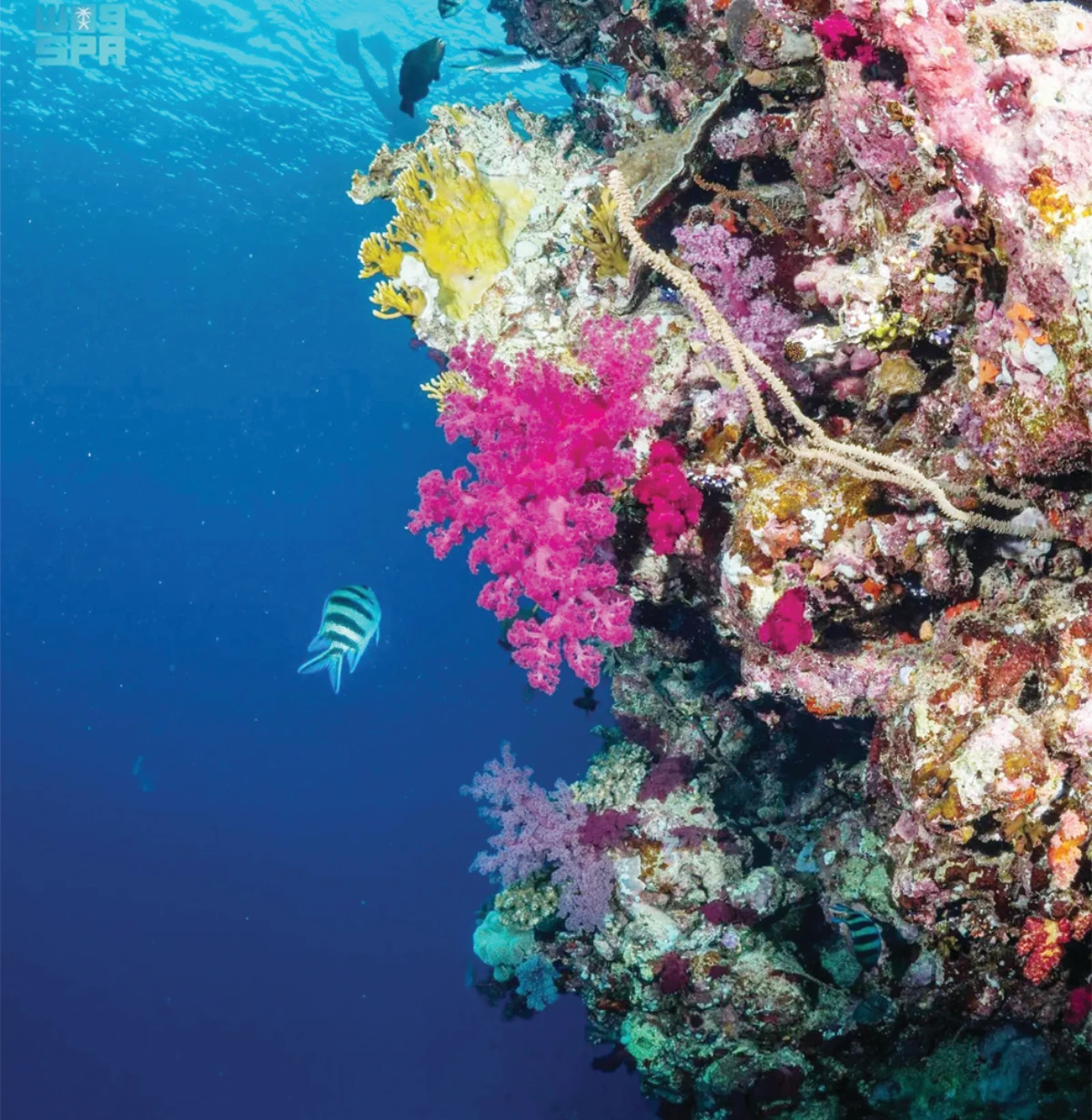 A recent documentary film by Red Sea Global and Warner Bros. Discovery explores the underwater beauty of the Red Sea. (SPA)