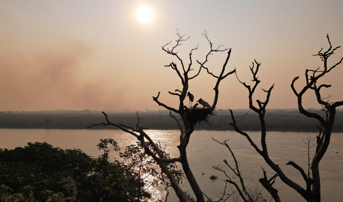 Jaribu stork (Jabiru mycteria) birds are pictured in its nest, saved by firefighters, as smoke from a wildfire rises over an affected rural area of Corumba, Mato Grosso do Sul state, Brazil on June 27, 2024. (AFP)