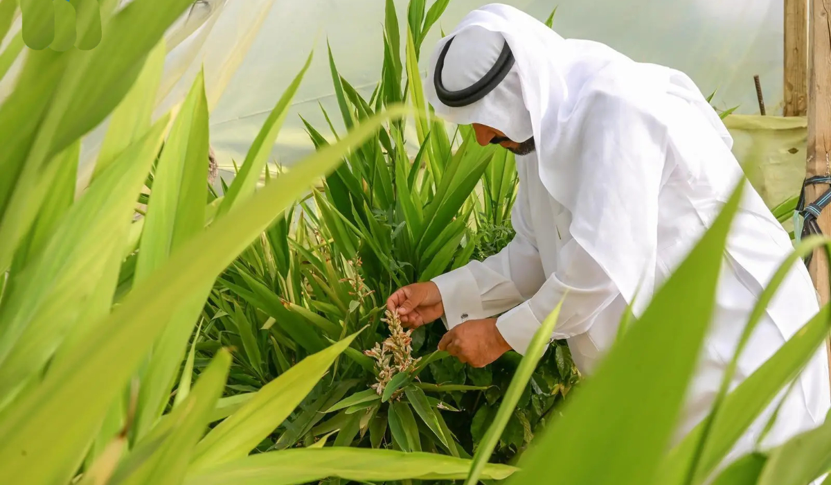 Abdullah Al-Zahrani’s passion and love for agriculture has inspired him to cultivate rare plants and trees, including cardamom and herbaceous plants. (SPA)