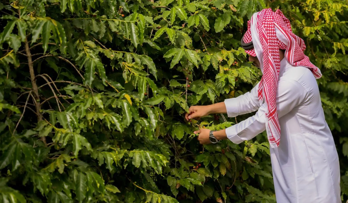 For the people of the Shada mountains, cultivating this rare, flavorful coffee is a commitment to preserving a centuries-old coffee-farming tradition. (SPA)