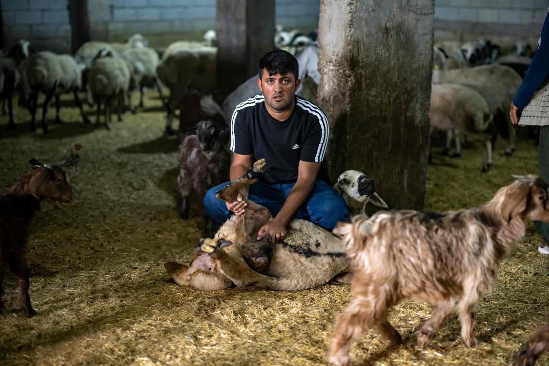 Turkish volunteer fights to save fire-scarred sheep