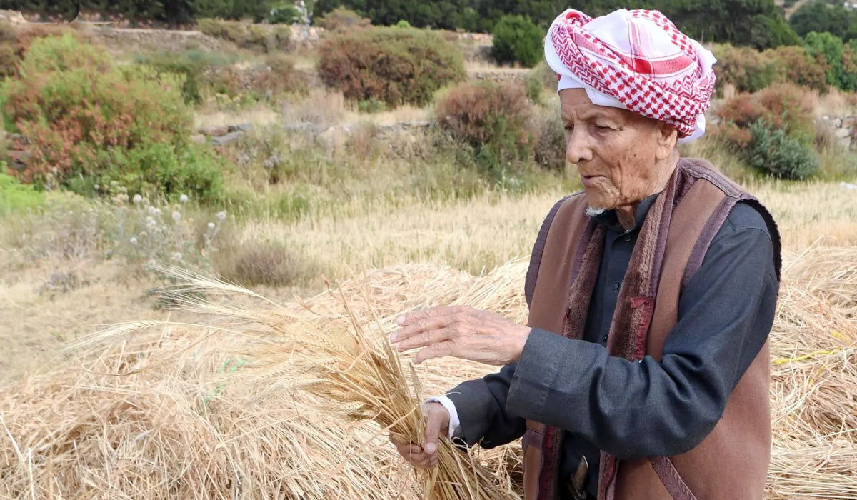 The wheat cultivation cycle in Asir, which begins in February and spans five to six months, culminates in the traditional harvest known as Al-Sareem. (SPA)