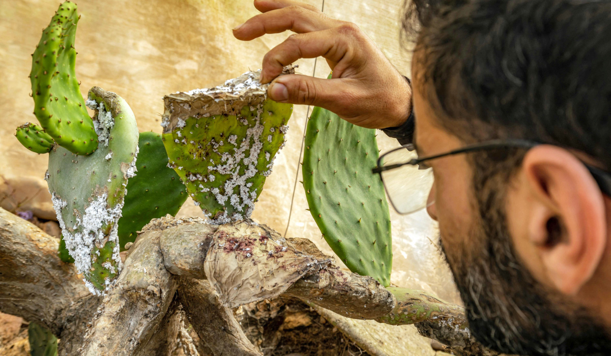 A member of the Dar Si Hmad Foundation inspects prickly pear cacti affected by cochineals in the Sidi Ifni region along central Morocco's Atlantic coast on June 29, 2024. (AFP)