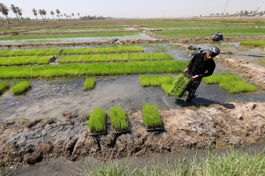 Iraq is one of the world’s top 10 importers of rice and wheat, to supply a huge food rationing program held over from the era of former ruler Saddam Hussein. (Reuters)