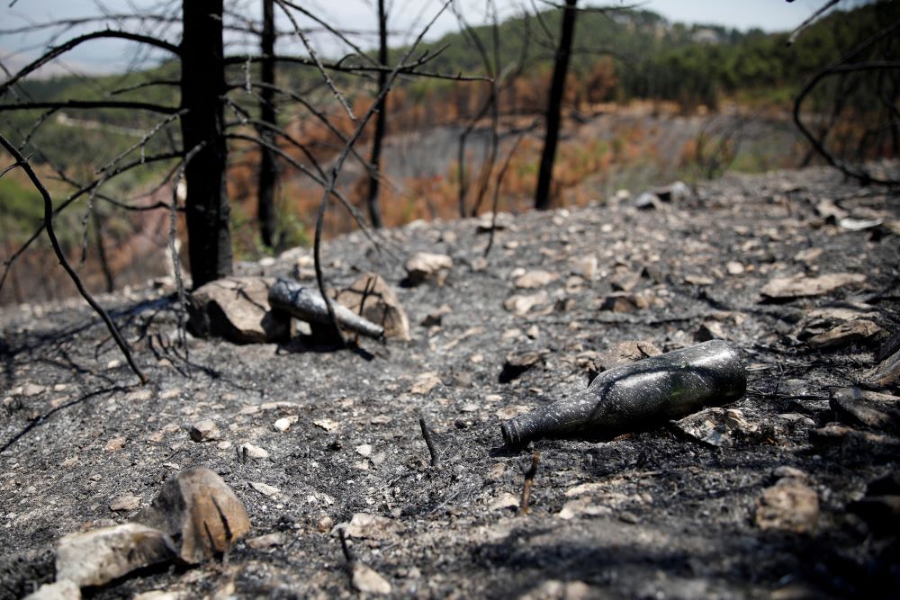 Charred trees are evident in the aftermath of forest fires caused by Hezbollah attacks from Lebanon in Biriya forest, northern Israel, July 23, 2024. (Reuters)