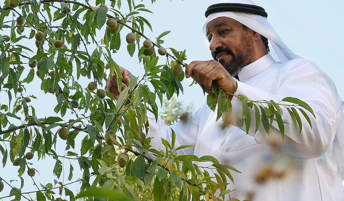 The resurgence of almond orchards in and around Baha represents a return to an agricultural practice deeply embedded in the fabric of local culture. (SPA)