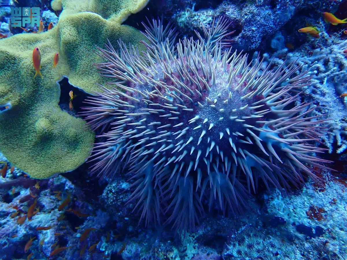 Left unchecked, the outbreak of crown-of-thorns starfish could be dangerous to coral reef health. (SPA photo)