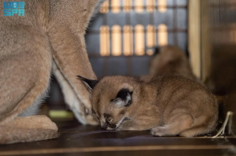 A breeding program set up by the National Center for Wildlife Development has paid off after a lynx at the Prince Saud Al-Faisal Center for Wildlife Research in Taif gave birth to two kittens, the Saudi Press Agency reported on Thursday. (SPA)
